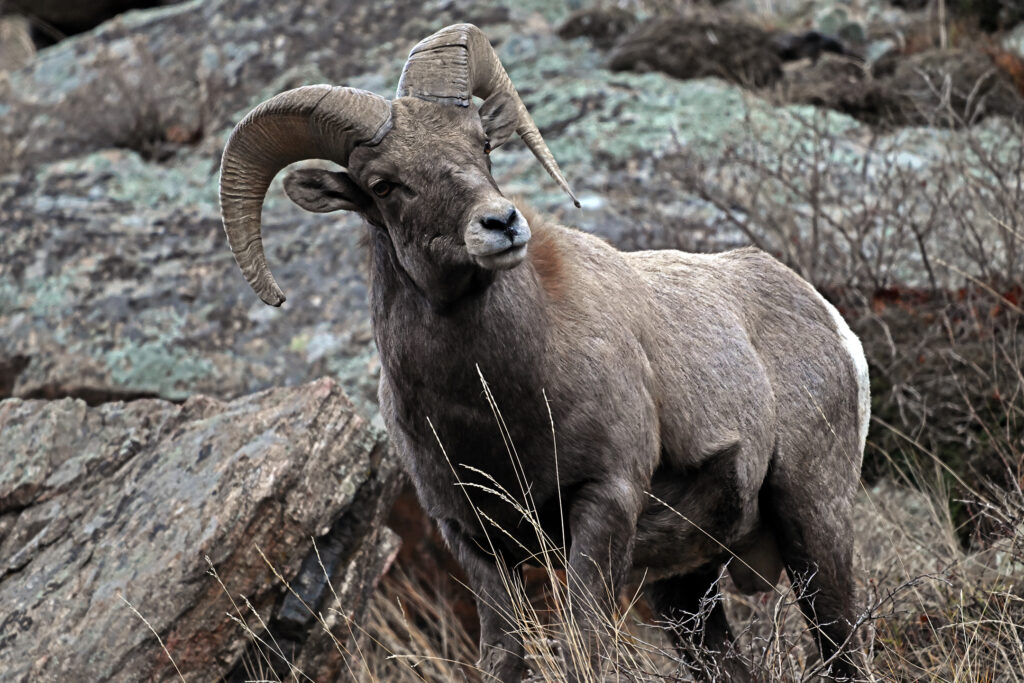 Bighorn Sheep