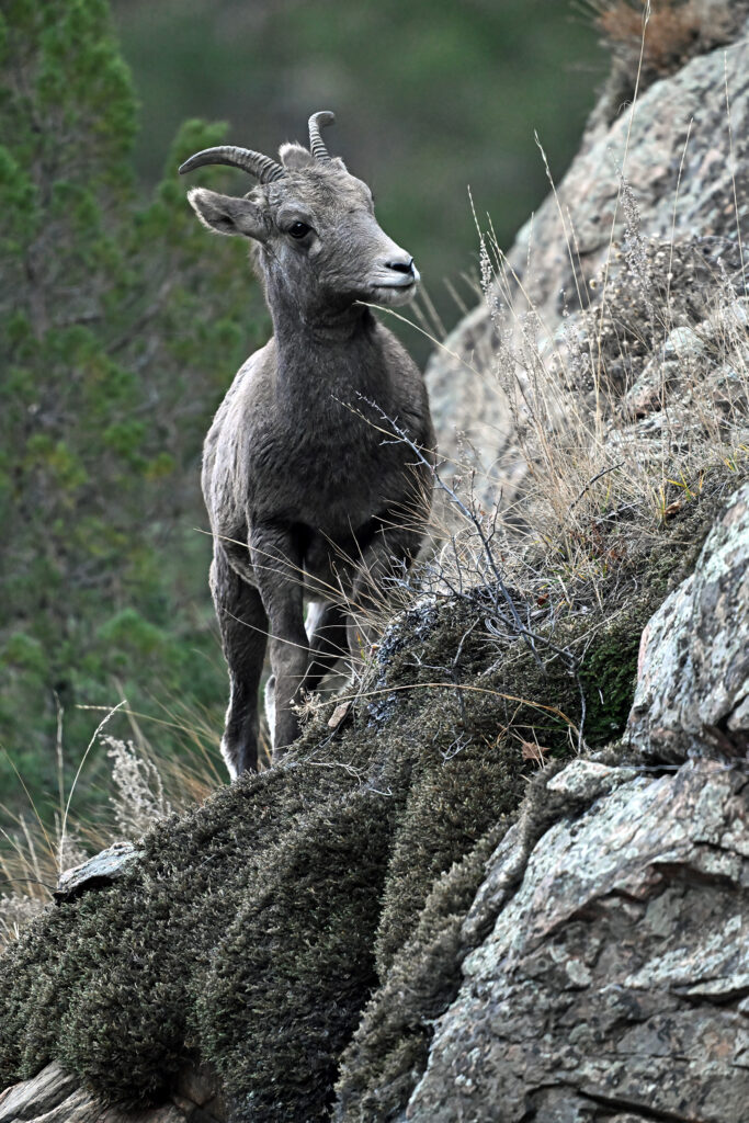 Bighorn Sheep