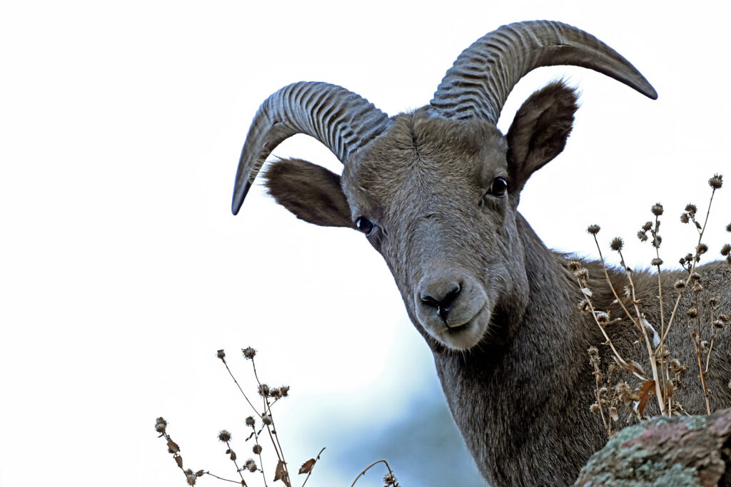 Bighorn Sheep