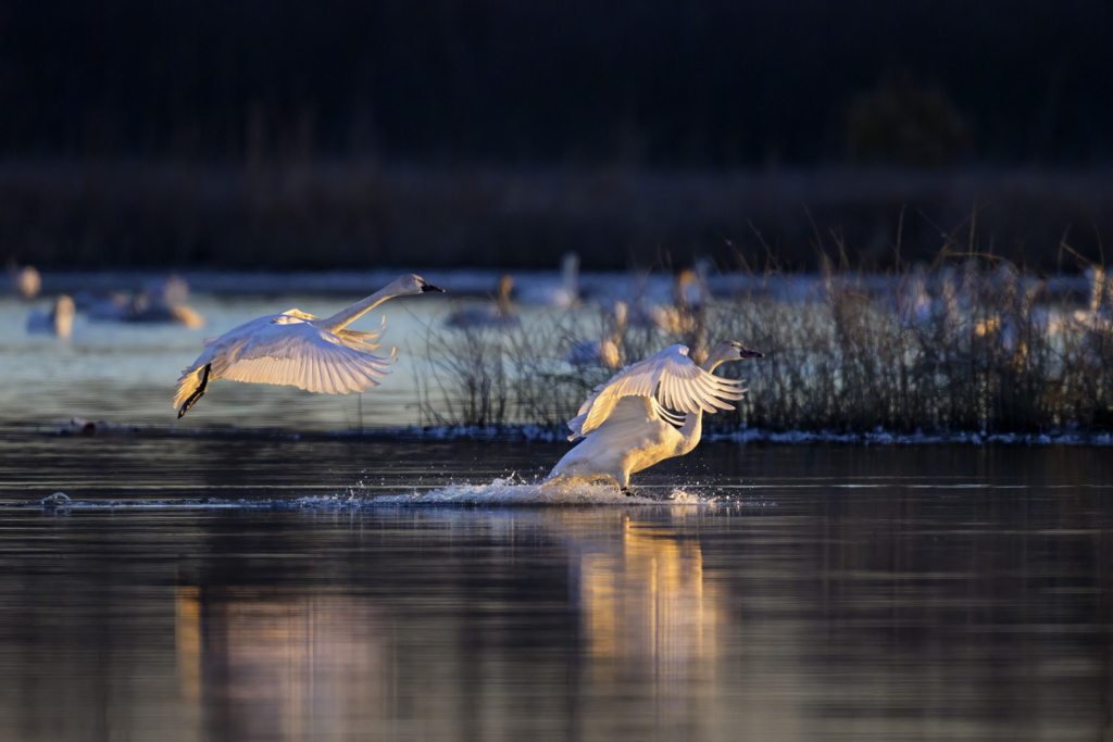 Tundra Swans