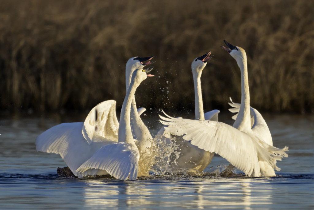 Tundra Swans