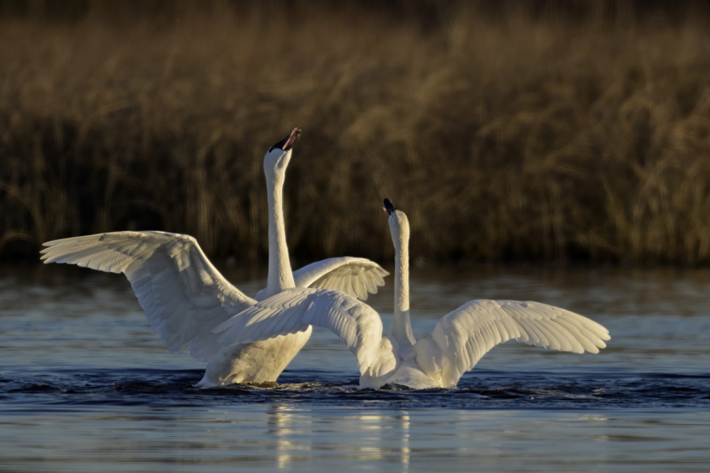 Tundra Swans