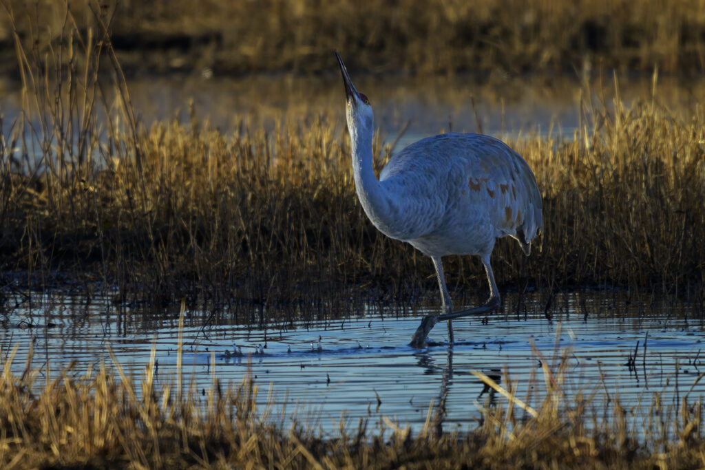 Sandhill Crane