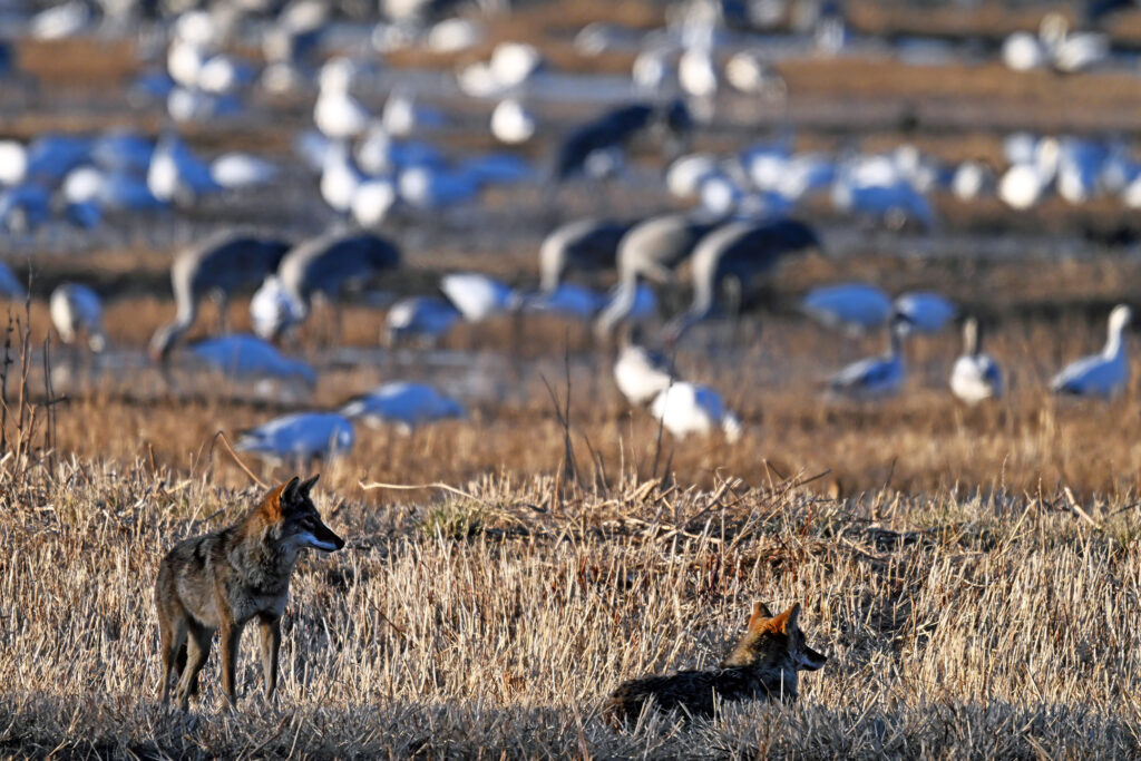 Coyotes