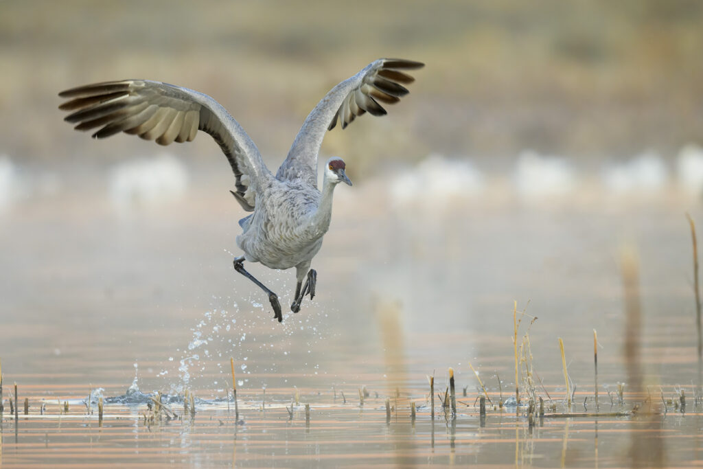 Sandhill Crane