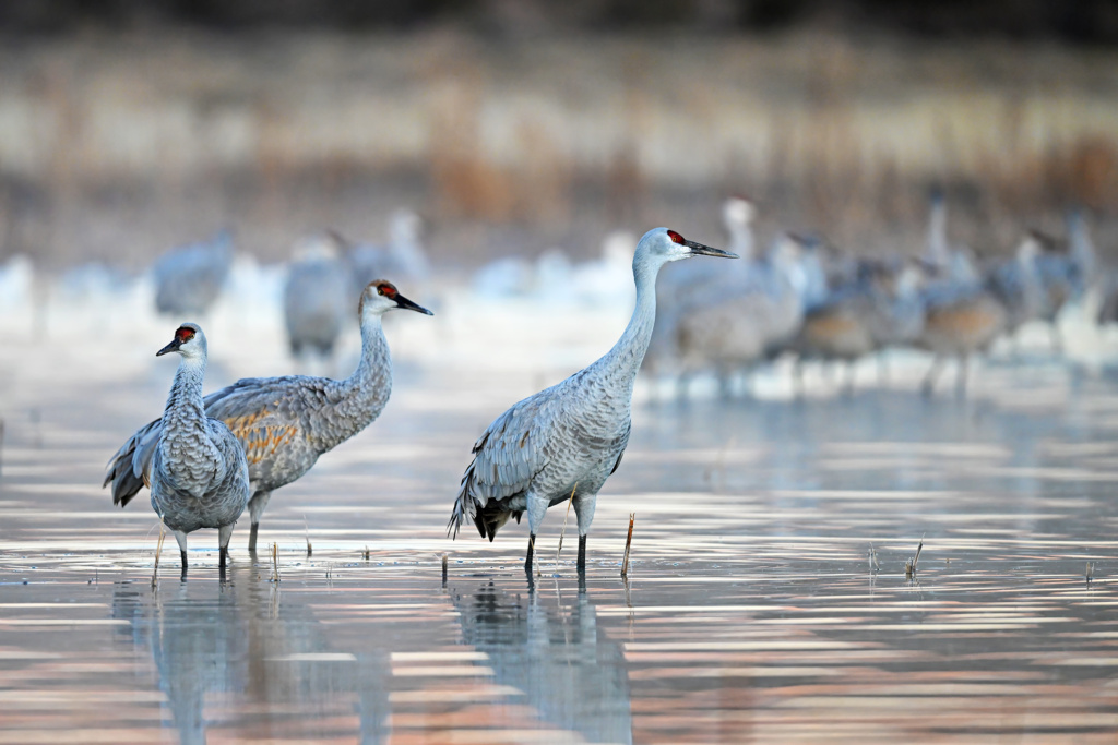 Sandhill Cranes