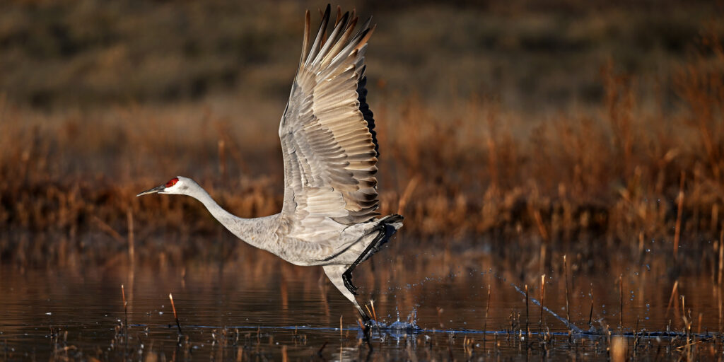 Sandhill Crane