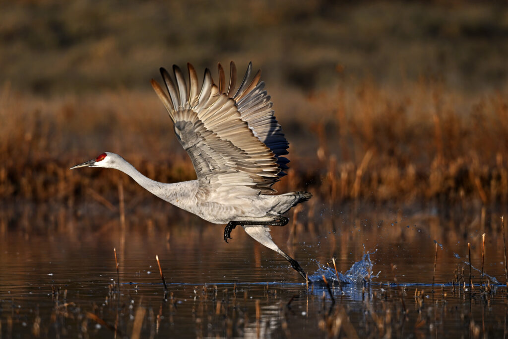 Sandhill Crane