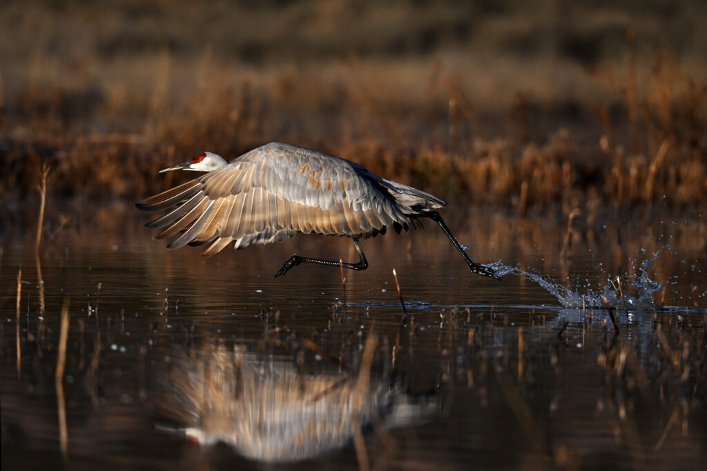 Sandhill Crane