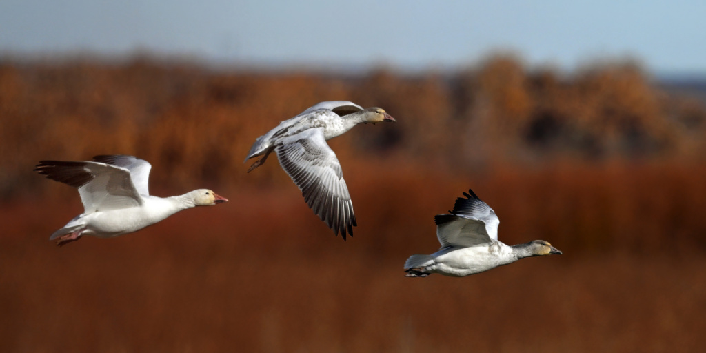 Snow Geese