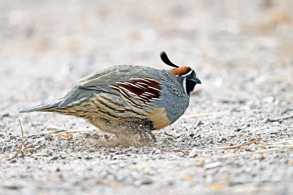 Gambel"s Quail