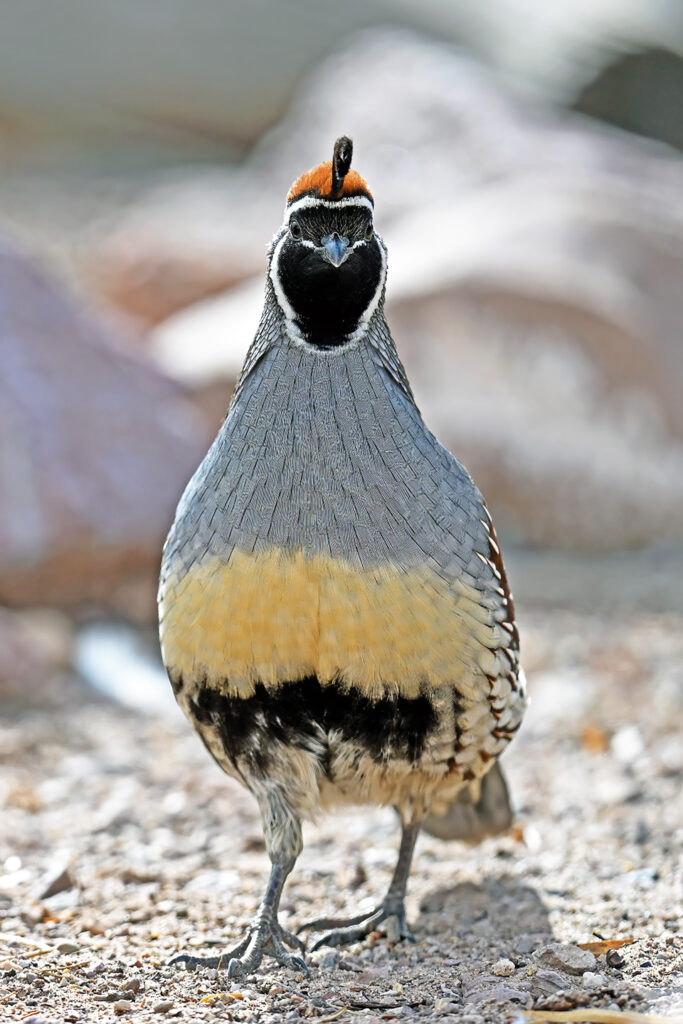 Gambel"s Quail