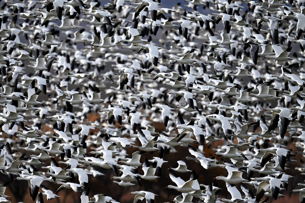 Snow Geese