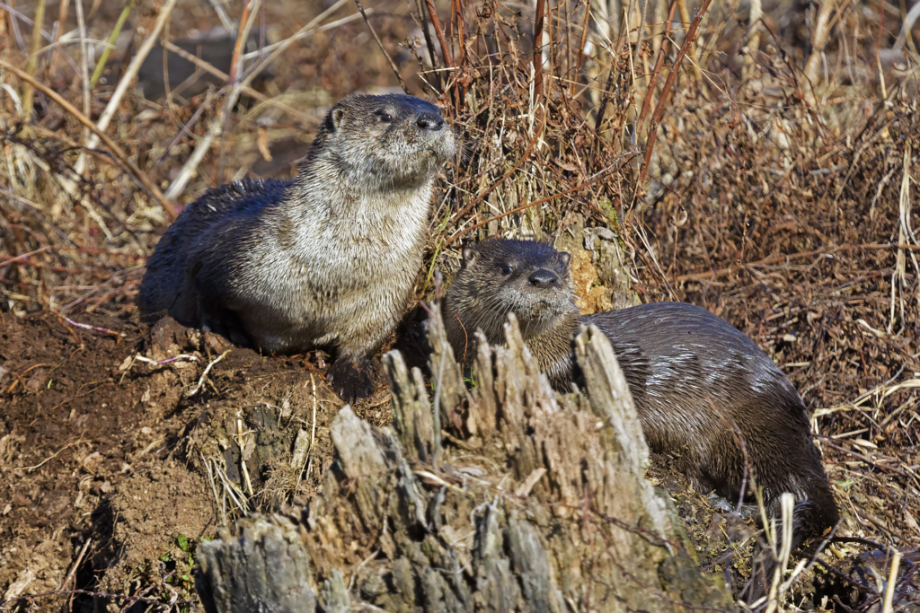 River Otters