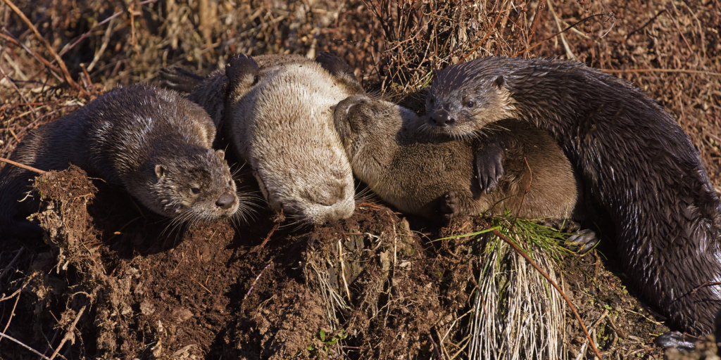 River Otters