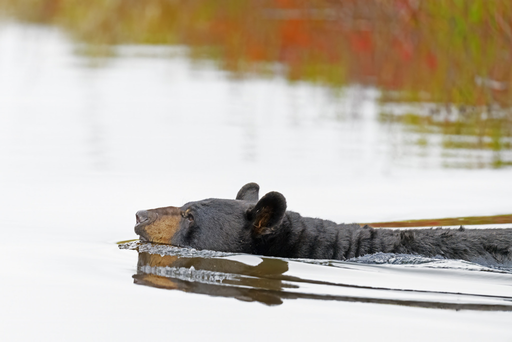 American Black Bear