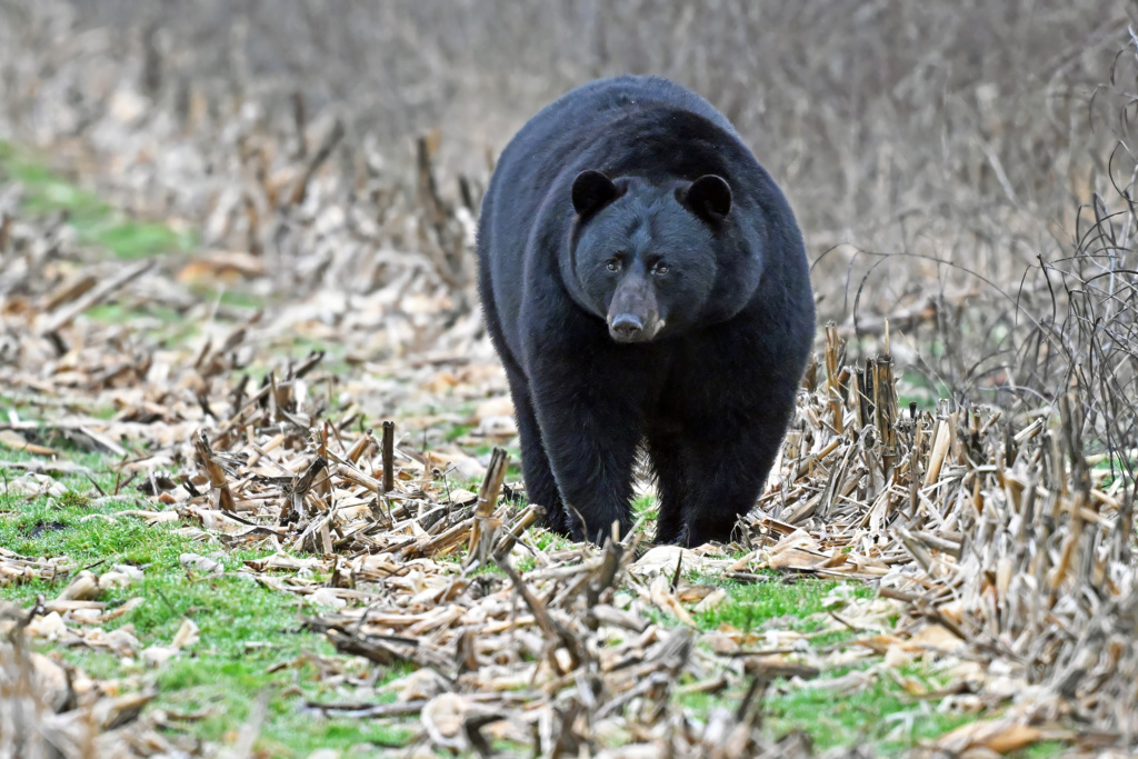 American Black Bear