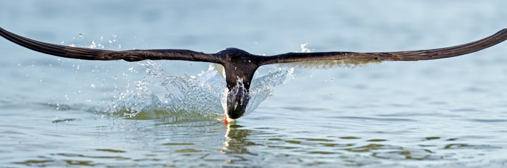 Black Skimmer