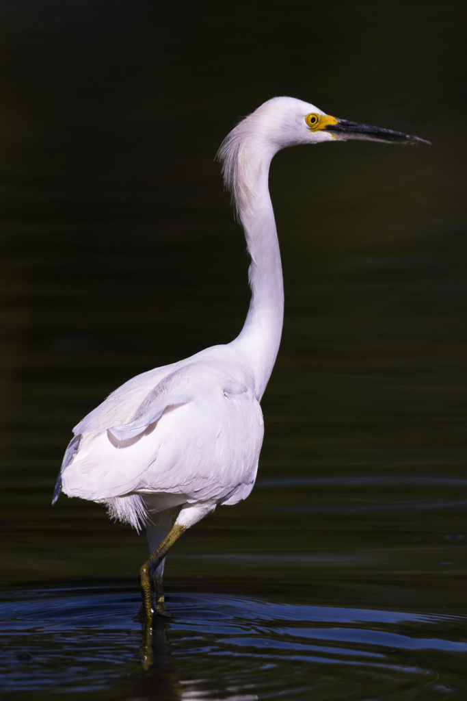 Snowy Egret