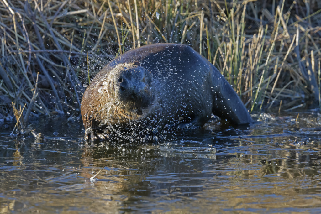 River Otter