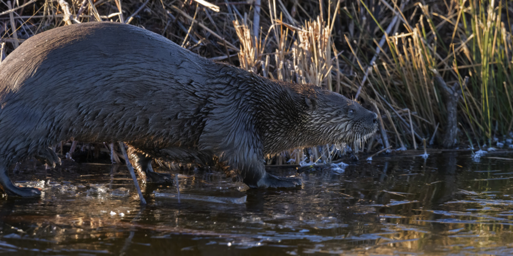 River Otter