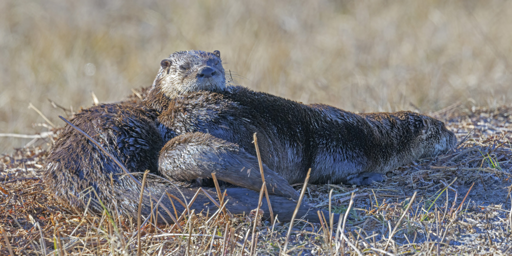 River Otters