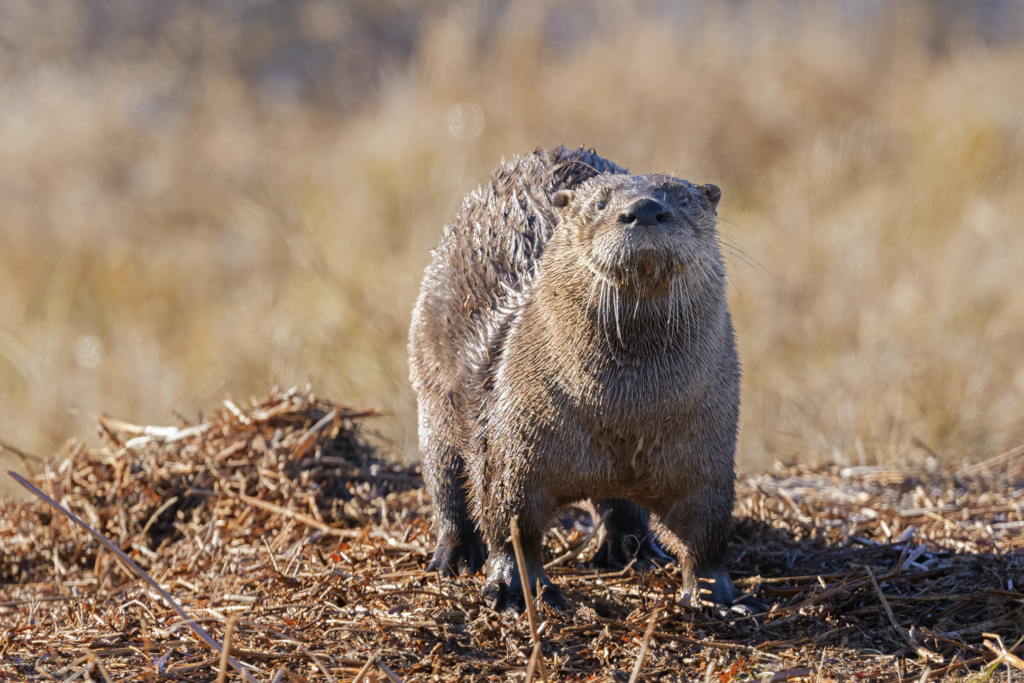 River Otter