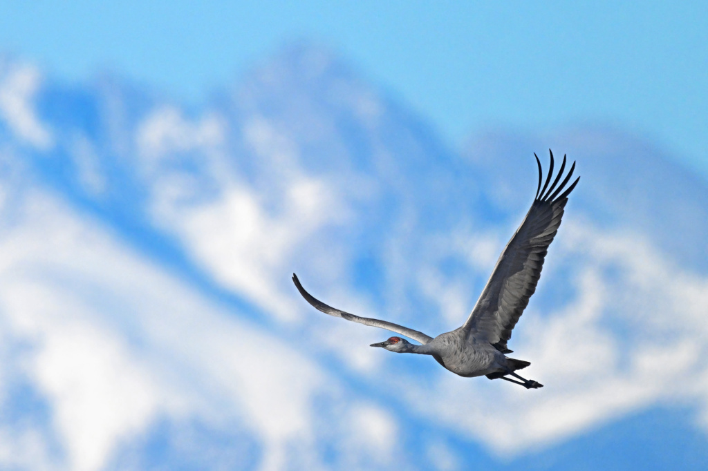 Sandhill Crane