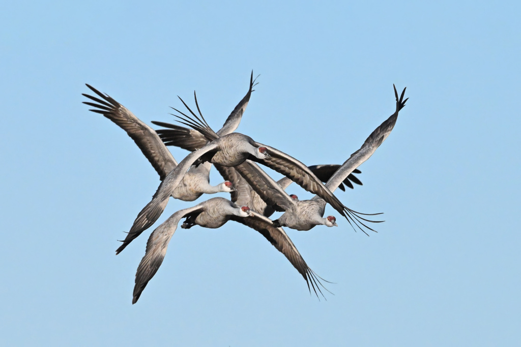 Sandhill Cranes