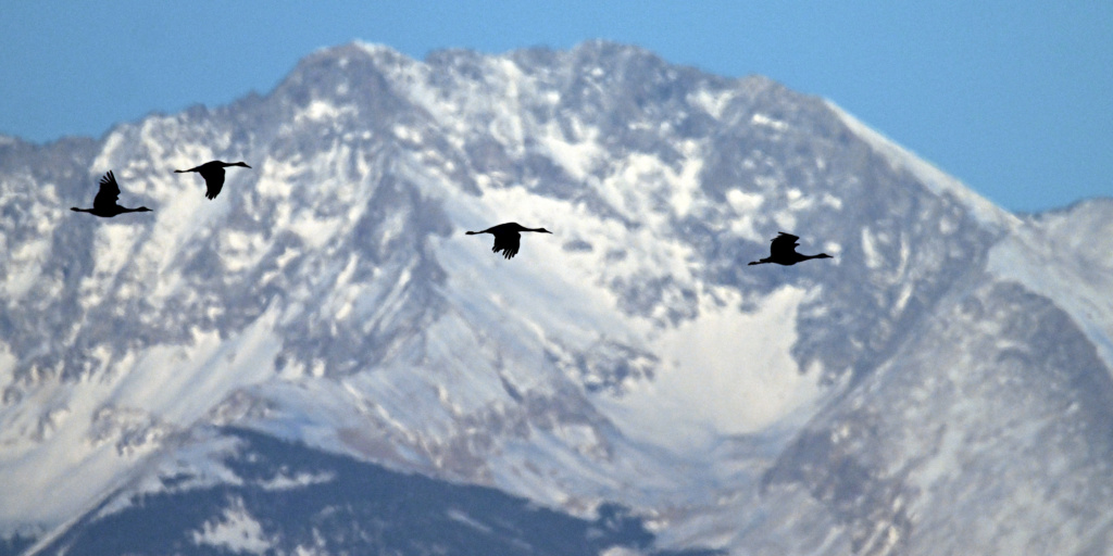 Sandhill Cranes