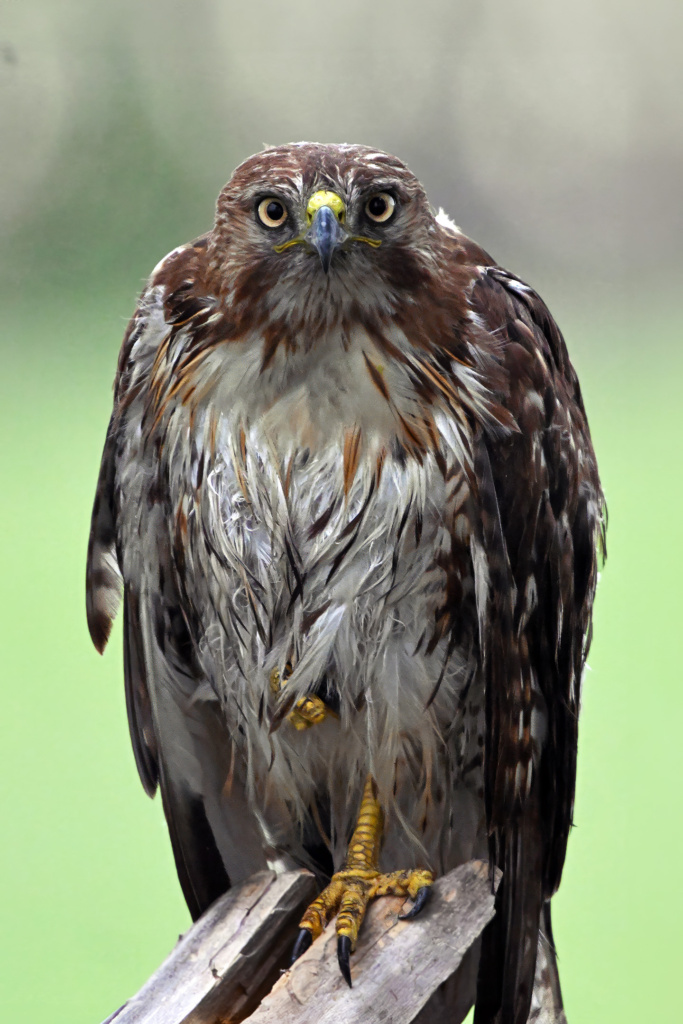 Ferruginous Hawk