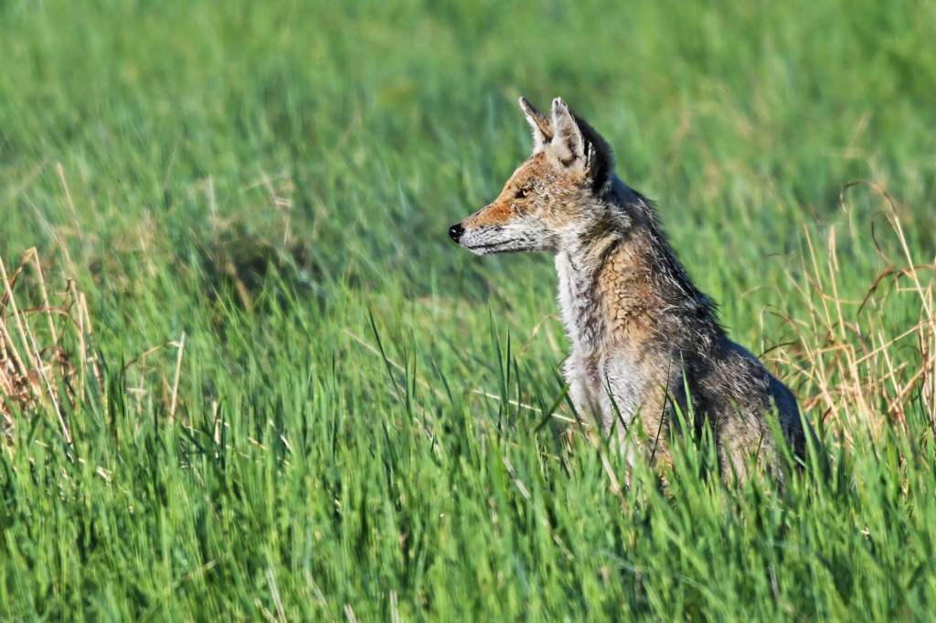 Coyote (with Mange)