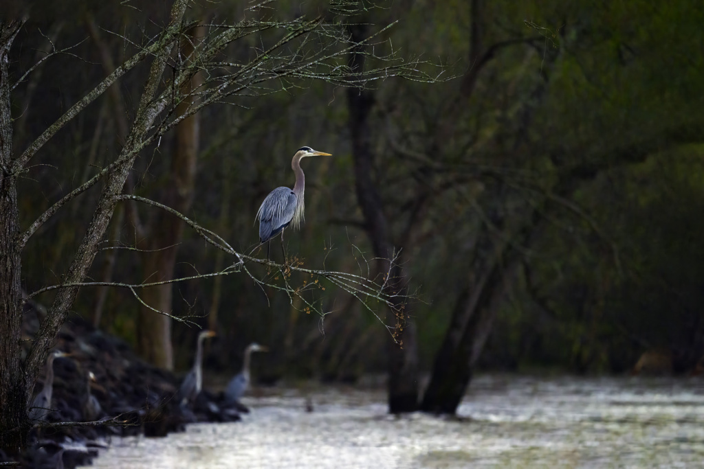 Great Blue Herons