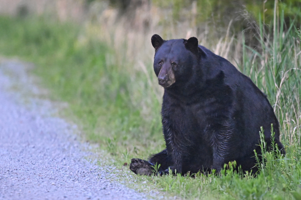 Black Bear