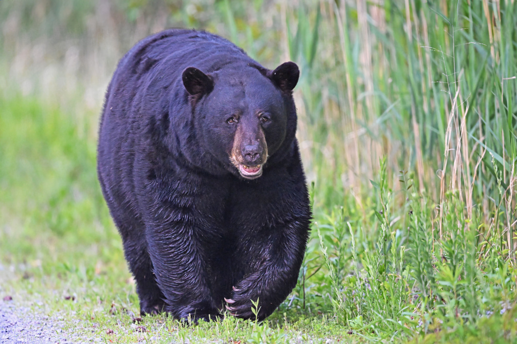 Black Bear