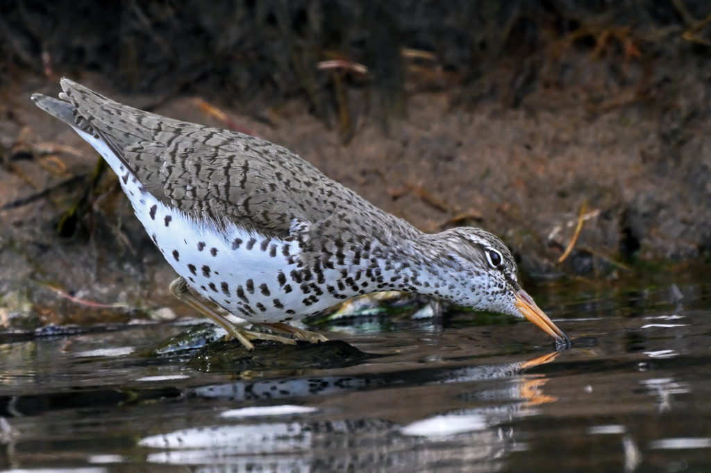 Spotted Sandpiper