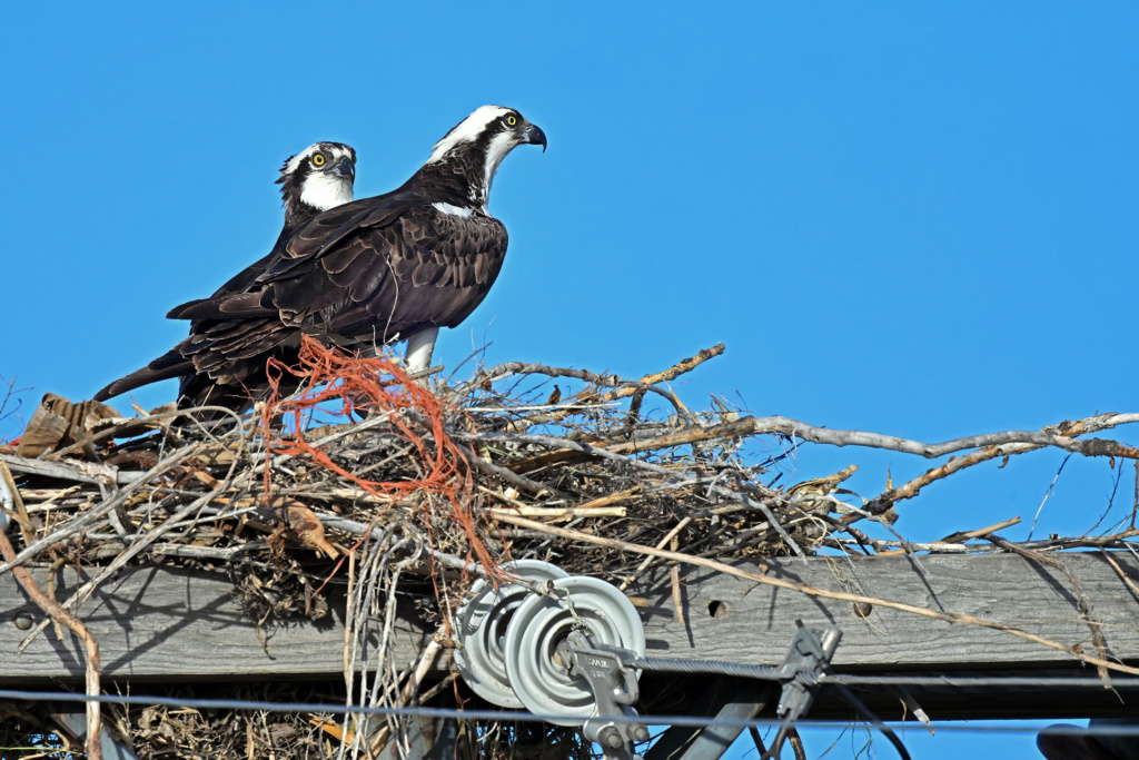 Ospreys