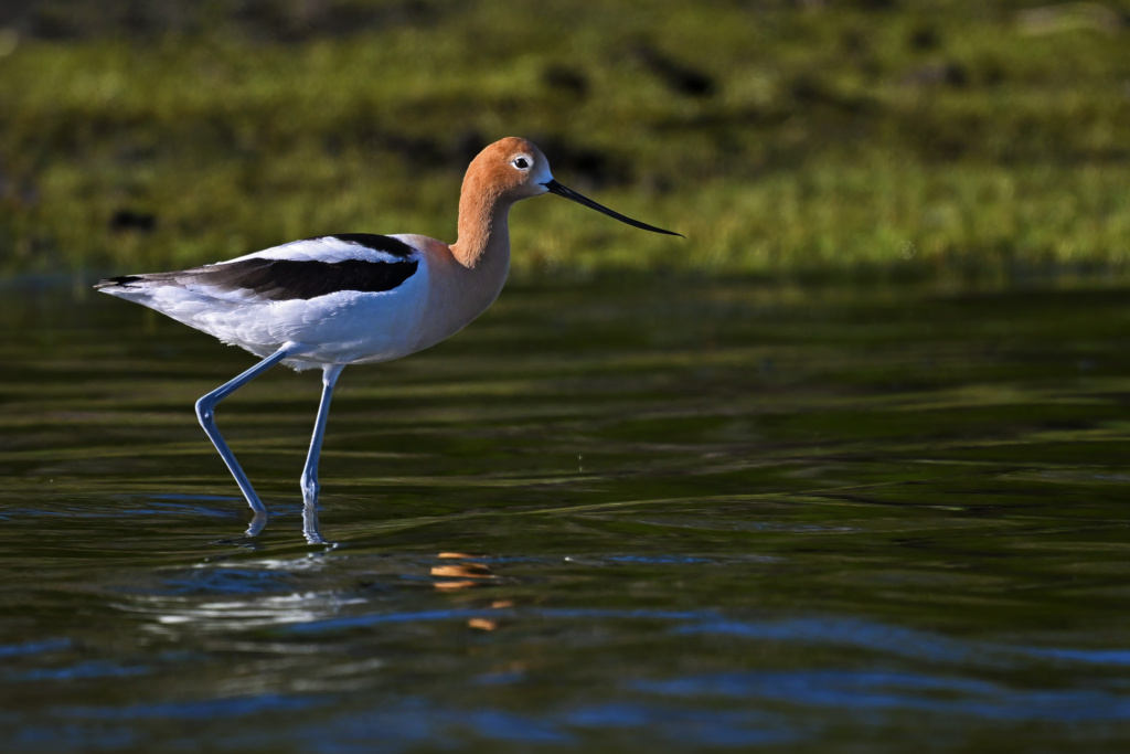 American Avocet