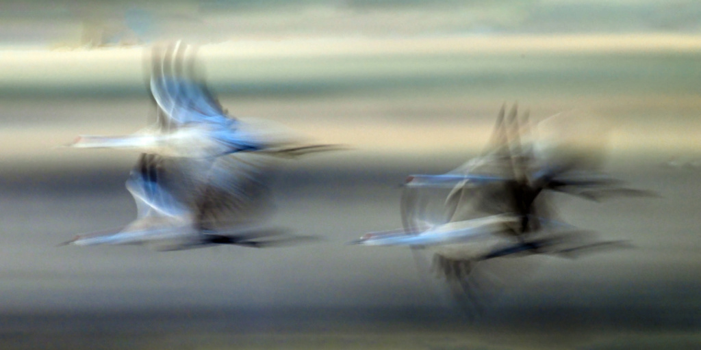 Sandhill Cranes