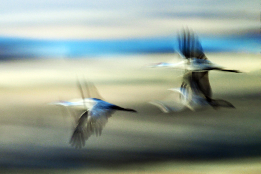 Sandhill Cranes