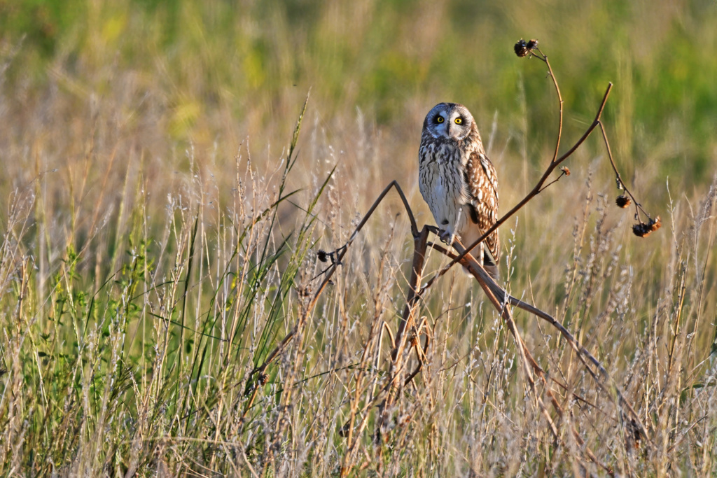 Short-eared Owl