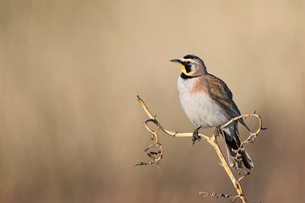 Horned Lark