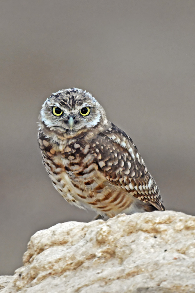 Burrowing Owl