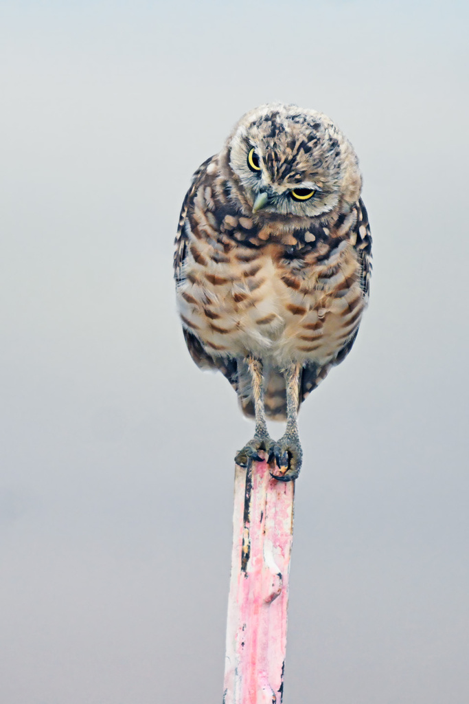 Burrowing Owl