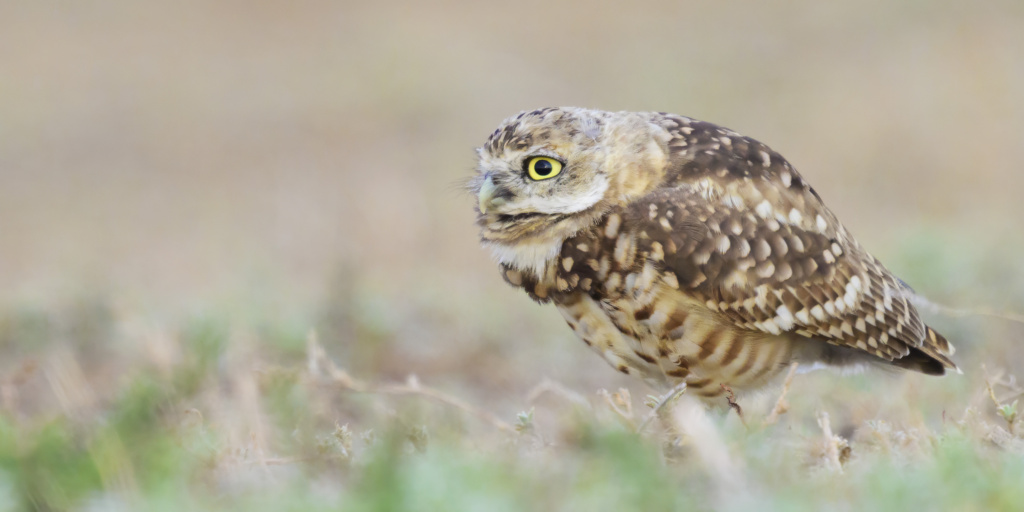 Burrowing Owl