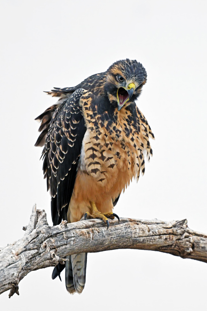 Juvenile Swainson Hawk