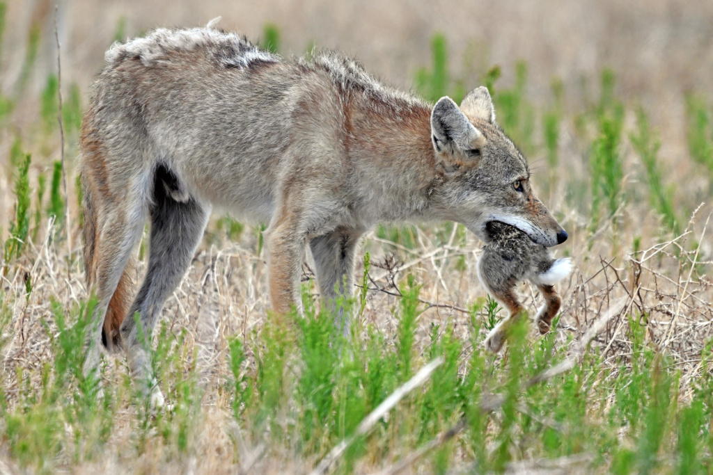 Coyote