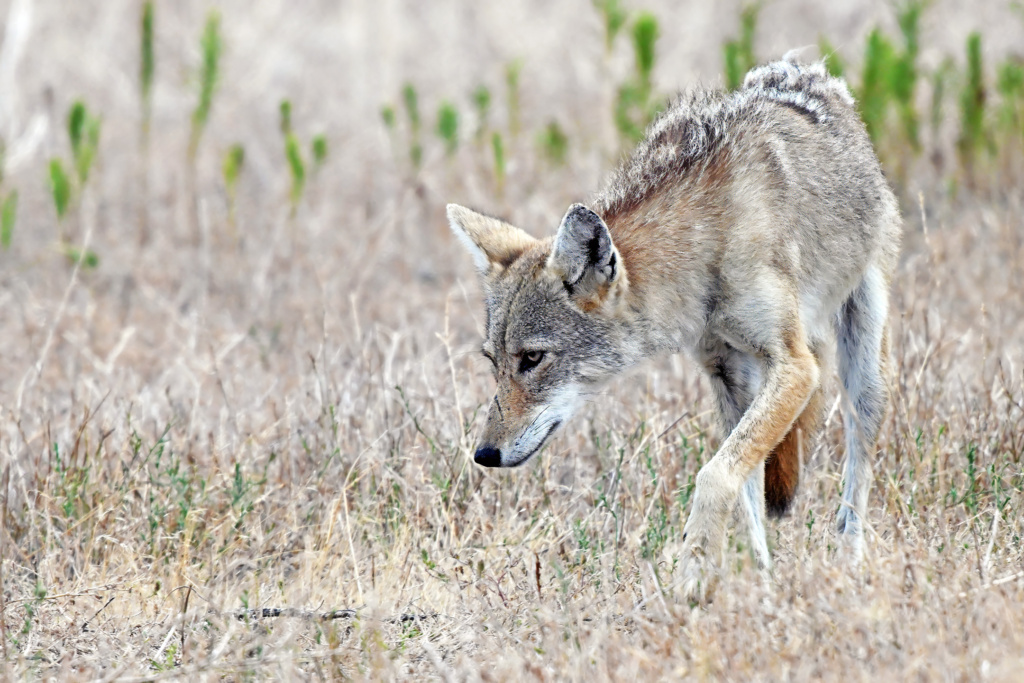 Coyote