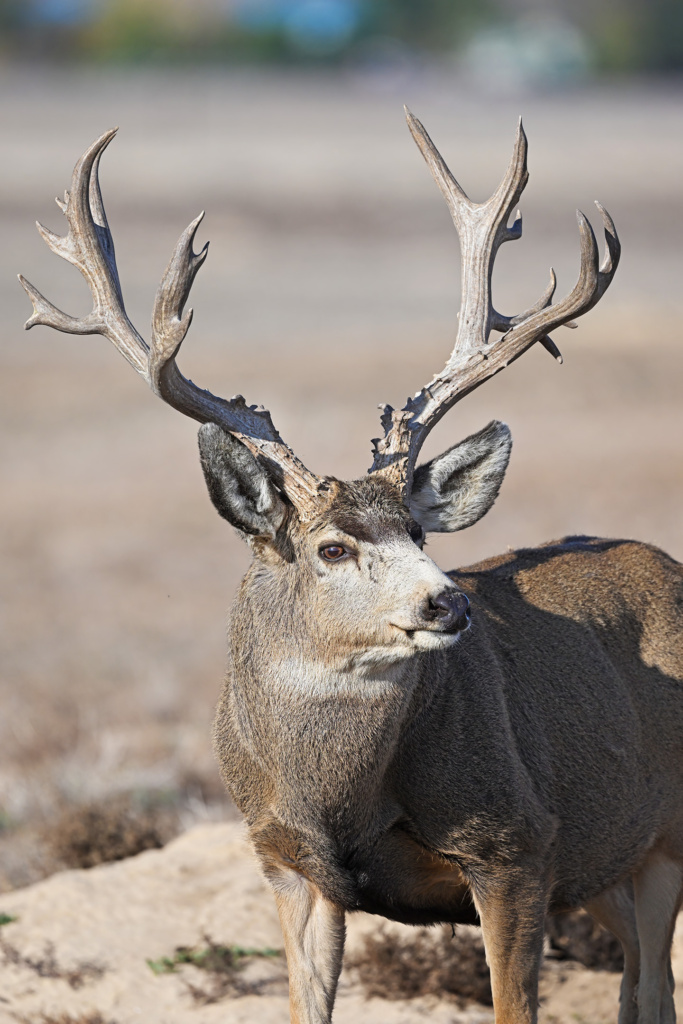 Mule Deer