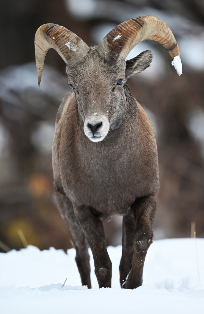 Bighorn Sheep